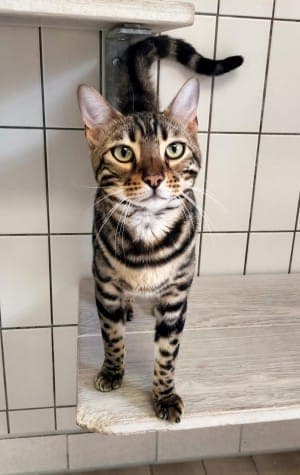 Doscha - Katze zur Adoption aus Tierheim Stuttgart
