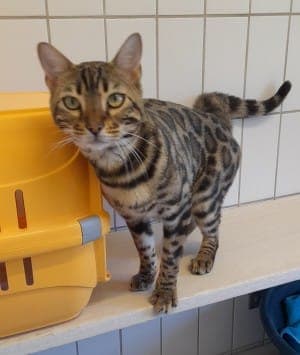 Doscha - Katze zur Adoption aus Tierheim Stuttgart