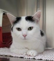 Dotti - Katze zur Adoption aus Tierheim Stuttgart