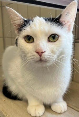 Dotti - Katze zur Adoption aus Tierheim Stuttgart