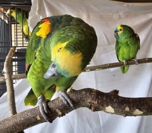 Edward und Bella - Vogel zur Adoption aus Tierheim Stuttgart