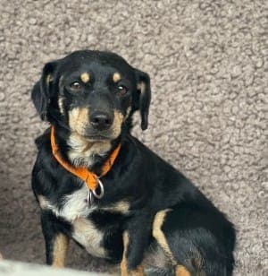 Ela - Hund zur Adoption aus Tierheim Stuttgart