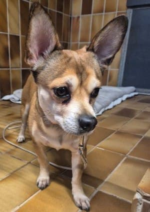Elias - Hund zur Adoption aus Tierheim Stuttgart