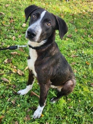 Elmo - Hund zur Adoption aus Tierheim Stuttgart