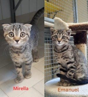 Emanuel und Mirella - Katze zur Adoption aus Tierheim Stuttgart