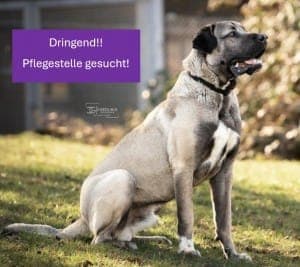 Emir - Hund zur Adoption aus Tierheim Stuttgart