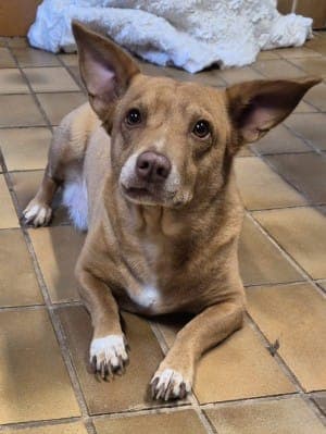 Emma - Hund zur Adoption aus Tierheim Stuttgart