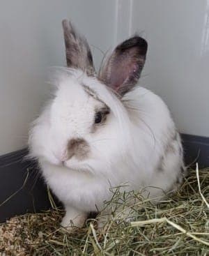 Esther - Kleintier zur Adoption aus Tierheim Stuttgart