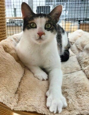 Fee - Katze zur Adoption aus Tierheim Stuttgart