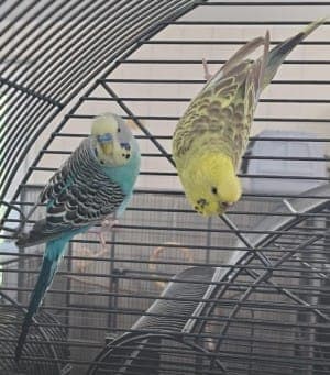 Fritzi und Mitzi - Vogel zur Adoption aus Tierheim Stuttgart