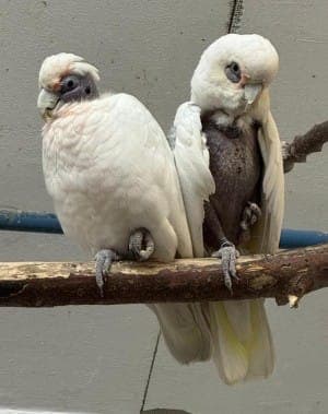 Frosti und Agathe PBFD - Vogel zur Adoption aus Tierheim Stuttgart