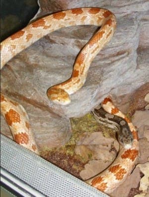 Heiko (albino) + Hannes (schw.-weiß) - Exot zur Adoption aus Tierheim Stuttgart