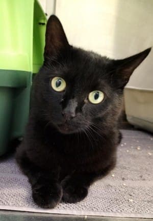 Helga - Katze zur Adoption aus Tierheim Stuttgart