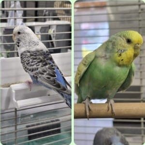 Ilse und Irmtraut - Vogel zur Adoption aus Tierheim Stuttgart