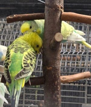 Ilvy und Ingeborg - Vogel zur Adoption aus Tierheim Stuttgart