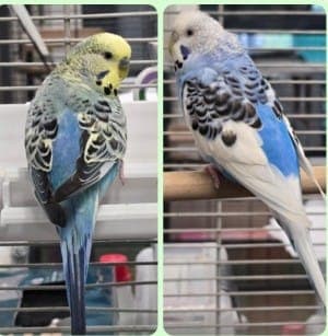 Ingmar und Ida - Vogel zur Adoption aus Tierheim Stuttgart