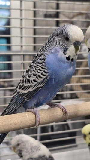 Ingolf - Vogel zur Adoption aus Tierheim Stuttgart