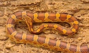 Irini - Exot zur Adoption aus Tierheim Stuttgart