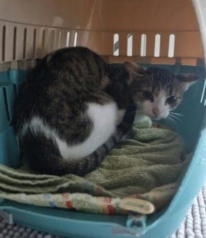 Ivy - Katze zur Adoption aus Tierheim Stuttgart