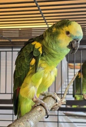 Jacob - Vogel zur Adoption aus Tierheim Stuttgart