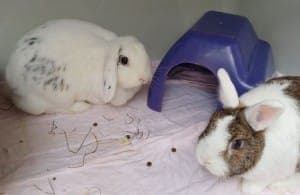 Joris und Mara - Kleintier zur Adoption aus Tierheim Stuttgart