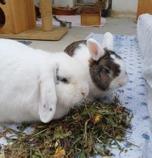 Joris und Mara - Kleintier zur Adoption aus Tierheim Stuttgart