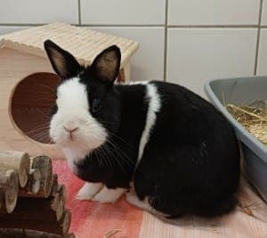 Käpt´n - Kleintier zur Adoption aus Tierheim Stuttgart