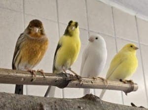 Kanarienvögel mit Megabakterien - Vogel zur Adoption aus Tierheim Stuttgart