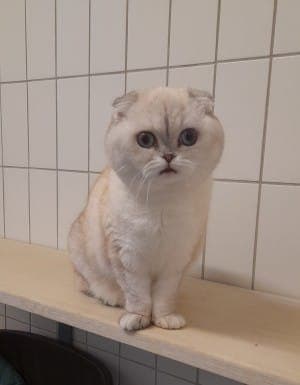 Kassandra - Katze zur Adoption aus Tierheim Stuttgart