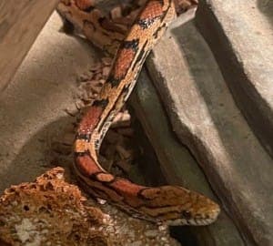 Kasy - Exot zur Adoption aus Tierheim Stuttgart