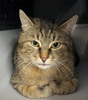 Kill-Bill - Katze zur Adoption aus Tierheim Stuttgart