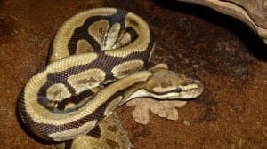 Kora - Exot zur Adoption aus Tierheim Stuttgart