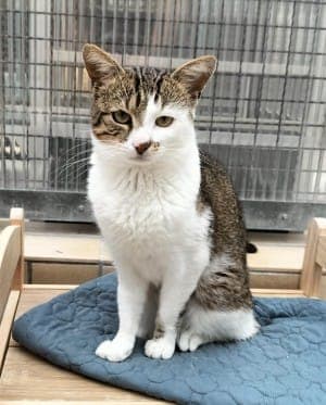 Leo - Katze zur Adoption aus Tierheim Stuttgart