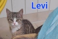 Levi und Ludwig - Katze zur Adoption aus Tierheim Stuttgart