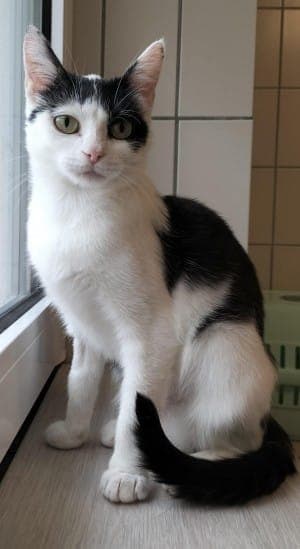 Lilly - Katze zur Adoption aus Tierheim Stuttgart