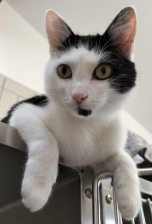Loki - Katze zur Adoption aus Tierheim Stuttgart