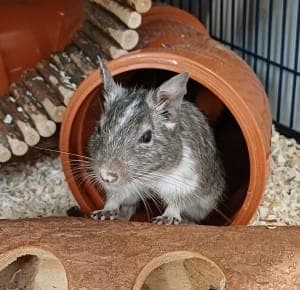 Lucy Tracy und Darcy - Kleintier zur Adoption aus Tierheim Stuttgart