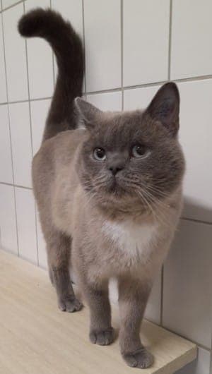 Luis - Katze zur Adoption aus Tierheim Stuttgart