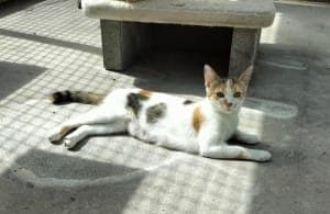 Luna - Katze zur Adoption aus Tierheim Stuttgart