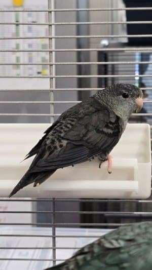 Mateo und Carlos - Vogel zur Adoption aus Tierheim Stuttgart