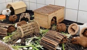 Meerschweinchen- Bande - Kleintier zur Adoption aus Tierheim Stuttgart