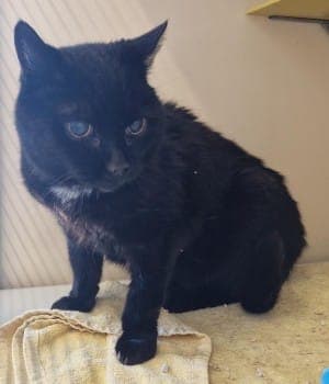 Mia - Katze zur Adoption aus Tierheim Stuttgart