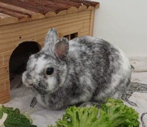 Mirabell - Kleintier zur Adoption aus Tierheim Stuttgart