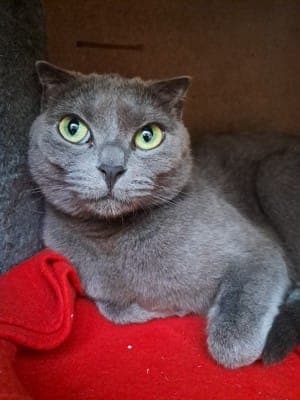 Missy - Katze zur Adoption aus Tierheim Stuttgart