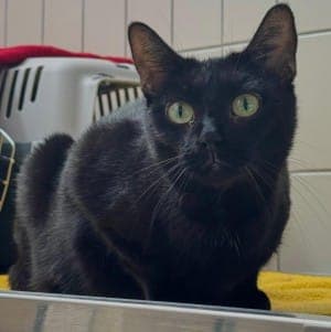 Molly - Katze zur Adoption aus Tierheim Stuttgart