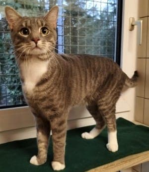 Nalo - Katze zur Adoption aus Tierheim Stuttgart