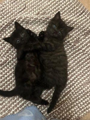 Niko und Vita - Katze zur Adoption aus Tierheim Stuttgart