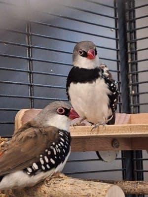 Noah und Oliver - Vogel zur Adoption aus Tierheim Stuttgart