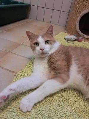 Pascha - Katze zur Adoption aus Tierheim Stuttgart