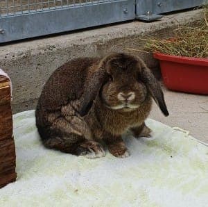 Paul - Kleintier zur Adoption aus Tierheim Stuttgart